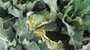 uploads/images/disease/Downy mildew of cabbage.jpg